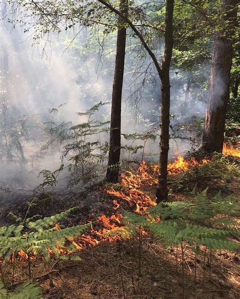 lamma cortona|⚠️ Forest fires, the ban on burning...